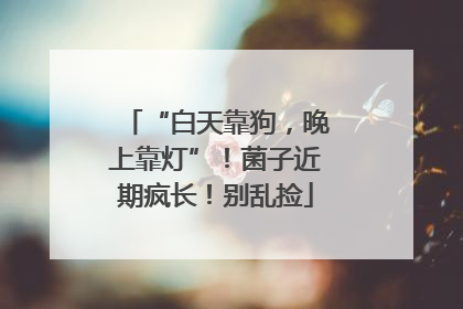 “白天靠狗，晚上靠灯”！菌子近期疯长！别乱捡