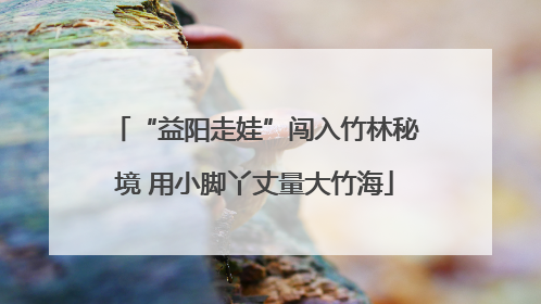 “益阳走娃”闯入竹林秘境 用小脚丫丈量大竹海
