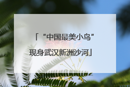 “中国最美小鸟”现身武汉新洲沙河