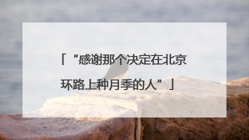 “感谢那个决定在北京环路上种月季的人”