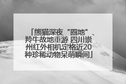 熊猫深夜“圈地”、羚牛故地重游 四川崇州红外相机定格近20种珍稀动物呆萌瞬间