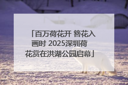 百万荷花开 簪花入画时 2025深圳荷花赏在洪湖公园启幕