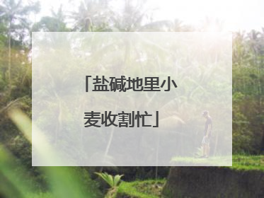 盐碱地里小麦收割忙