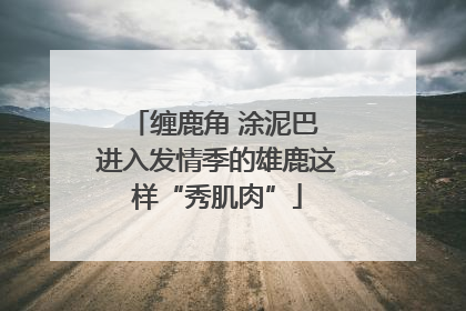 缠鹿角 涂泥巴 进入发情季的雄鹿这样“秀肌肉”