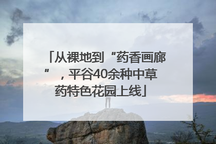从裸地到“药香画廊”，平谷40余种中草药特色花园上线
