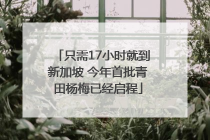 只需17小时就到新加坡 今年首批青田杨梅已经启程