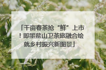 千亩春茶抢“鲜”上市！即墨鳌山卫茶旅融合绘就乡村振兴新图景