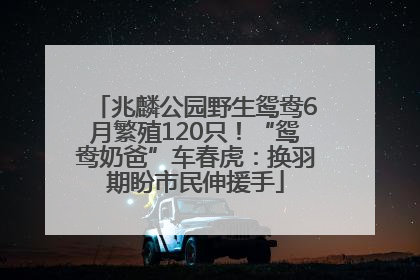 兆麟公园野生鸳鸯6月繁殖120只！“鸳鸯奶爸”车春虎：换羽期盼市民伸援手