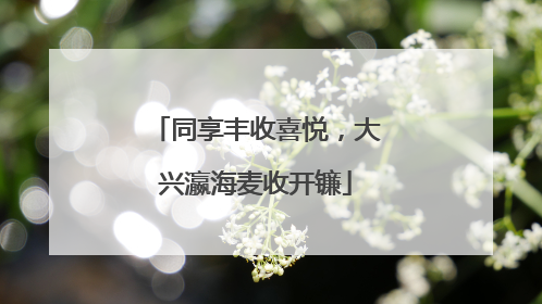 同享丰收喜悦，大兴瀛海麦收开镰