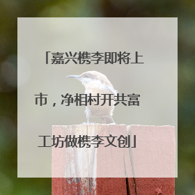 嘉兴槜李即将上市，净相村开共富工坊做槜李文创