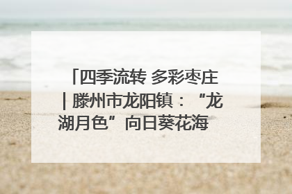 四季流转 多彩枣庄｜滕州市龙阳镇：“龙湖月色”向日葵花海 绘就乡村振兴新画卷