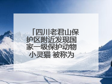 四川老君山保护区附近发现国家一级保护动物小灵猫 被称为“生态试纸”