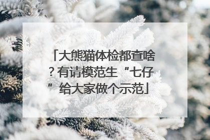 大熊猫体检都查啥？有请模范生“七仔”给大家做个示范