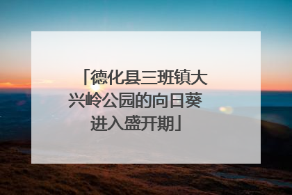 德化县三班镇大兴岭公园的向日葵进入盛开期