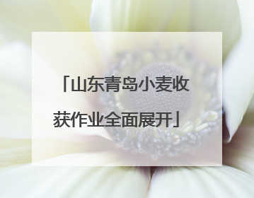 山东青岛小麦收获作业全面展开