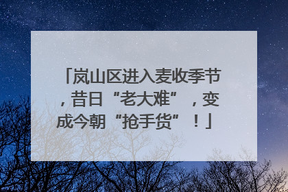 岚山区进入麦收季节，昔日“老大难”，变成今朝“抢手货”！