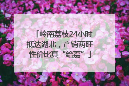 岭南荔枝24小时抵达湖北，产销两旺性价比真“给荔”