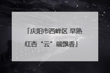 庆阳市西峰区 早熟红杏“云”端飘香