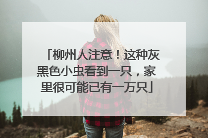 柳州人注意！这种灰黑色小虫看到一只，家里很可能已有一万只