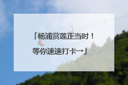 杨浦赏莲正当时！等你速速打卡→
