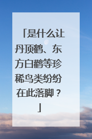 是什么让丹顶鹤、东方白鹳等珍稀鸟类纷纷在此落脚？
