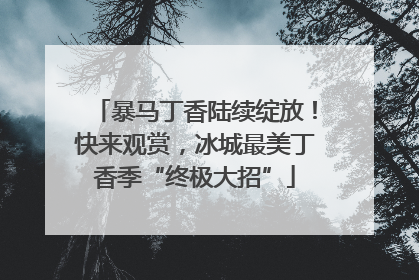 暴马丁香陆续绽放！快来观赏，冰城最美丁香季“终极大招”