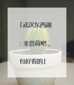 武汉东西湖：来赏荷吧，包好看的