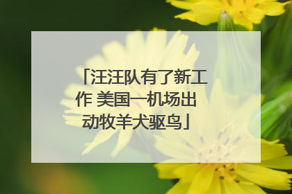 汪汪队有了新工作 美国一机场出动牧羊犬驱鸟