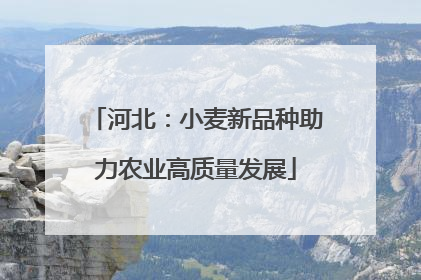 河北：小麦新品种助力农业高质量发展