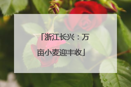 浙江长兴：万亩小麦迎丰收