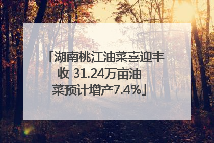 湖南桃江油菜喜迎丰收 31.24万亩油菜预计增产7.4%