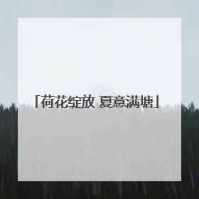 荷花绽放 夏意满塘