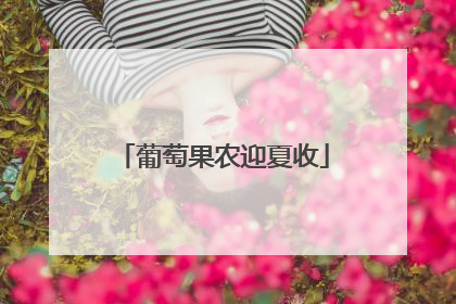 葡萄果农迎夏收