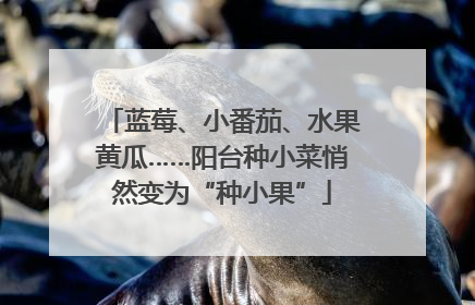 蓝莓、小番茄、水果黄瓜……阳台种小菜悄然变为“种小果”