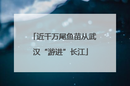 近千万尾鱼苗从武汉“游进”长江