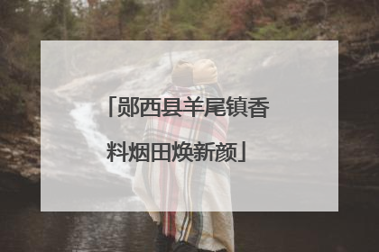 郧西县羊尾镇香料烟田焕新颜