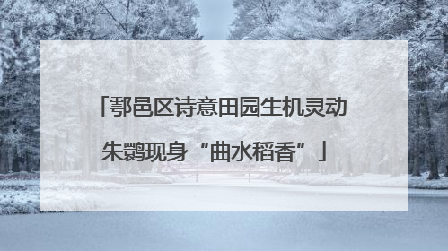 鄠邑区诗意田园生机灵动 朱鹮现身“曲水稻香”