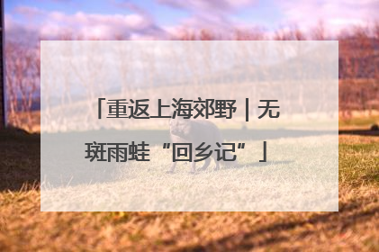 重返上海郊野｜无斑雨蛙“回乡记”