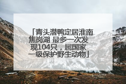 青头潜鸭定居淮南焦岗湖 最多一次发现104只，属国家一级保护野生动物
