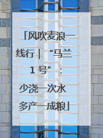 风吹麦浪一线行｜“马兰 1 号”：少浇一次水 多产一成粮